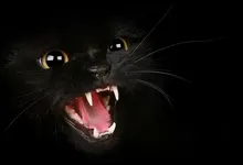cats animals black cat 1920x1080 wallpaper Art HD Wallpaper